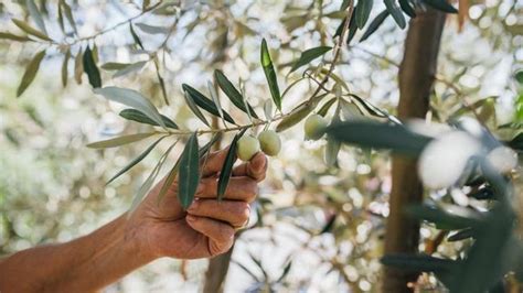 Rüyada Zeytin Ağacı Görmek Ne Anlama Gelir Rüyada Zeytin Ormanı Görmek