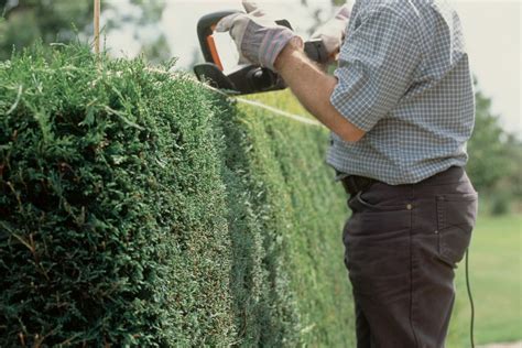 Tools For Trimming Hedges In Summer Bbc Gardeners World Magazine