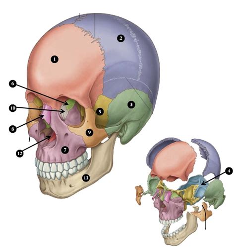 Bones of the Skull Labeling Diagram | Quizlet