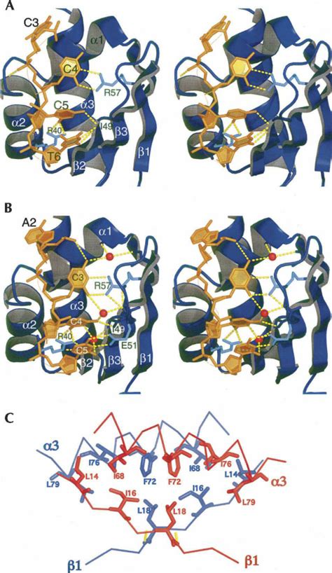 Structure Of The Pcbp Kh Dna Complex A Recognition Of The