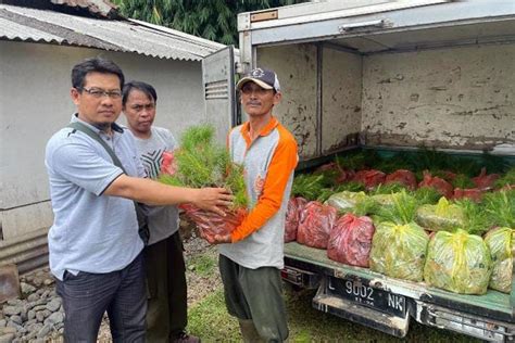 Greenfield Berikan Bantuan Bibit Pinus Untuk Masyarakat Lereng Gunung