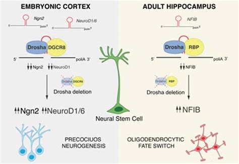 Drosha Mediated Post Transcriptional Regulation Of NSC Fate Potential