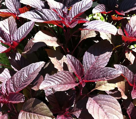 Hopi Red Dye Amaranth Seeds