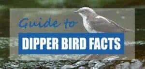 15 Fun & Surprising Dipper Bird Facts [Updated] - Pond Informer