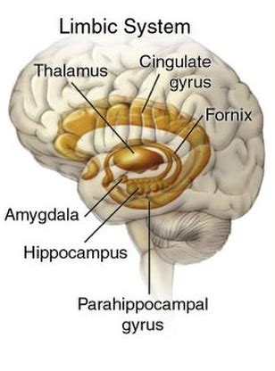 Hippocampus anatomy review - ltpsawe