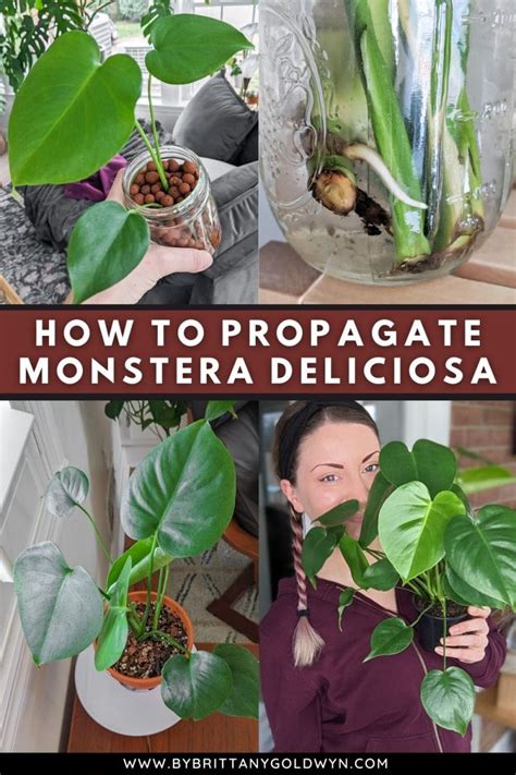 Monstera-Deliciosa-Propagation-Pin-1 - By Brittany Goldwyn | Live ...