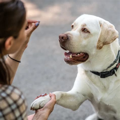 Melhores Petiscos Para Treinar Seu Cachorro Buono Pet