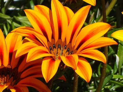 Gazania Pamela Macchiavello Flickr