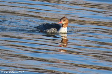 Common Merganser F Grand Harle F Mergus Merganser Flickr