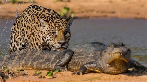 Jaguar VS Crocodile - Wandering & WonderingWandering & Wondering