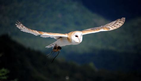 How Do Owls Fly So Quietly? – The Wire Science