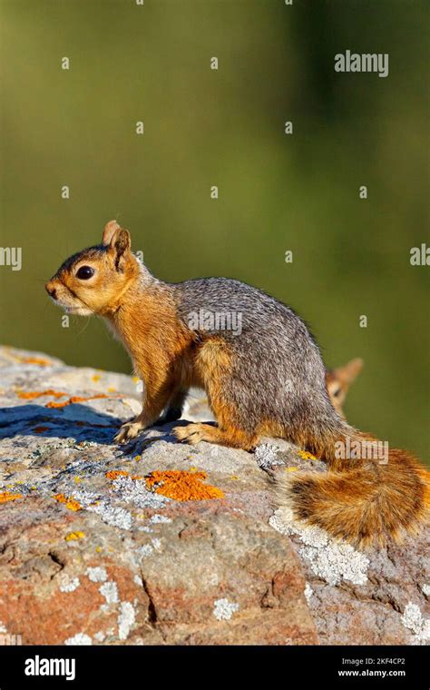 Kaukasisches Eichhörnchen Sciurus Anomalus Sitzt Auf Einem Stein