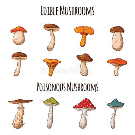 Forest Mushroom Set Collection Of Hand Drawn Edible Mushrooms White Mushroom Russula Boletus