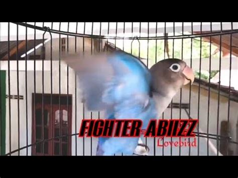 Baby Lovebird GACOR Paud Fighter Banget Untuk Pancingan Balibu Belajar