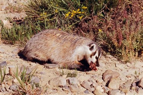 What Do Badgers Eat? Ultimate Guide | Assorted Animals