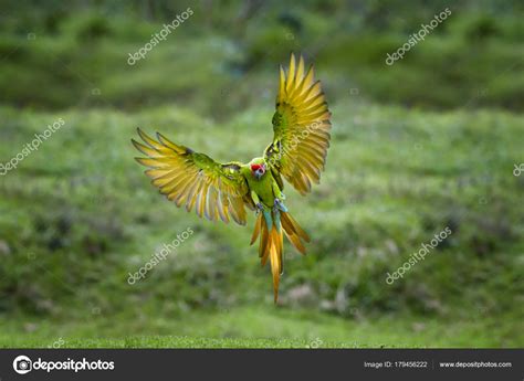 Great Green Macaw Flying