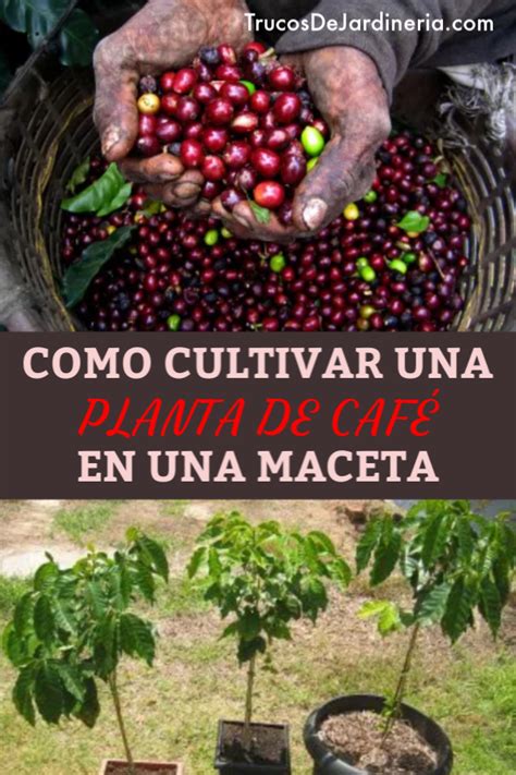 Como Cultivar Plantas De Caf En Macetas Trucos De Jardineria