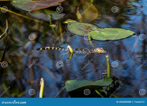 An American Alligator in the Swamp Stock Photo - Image of everglades ...