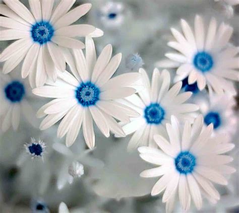 [200+] White Flowers Wallpapers | Wallpapers.com