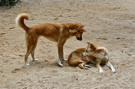 dingo   australian wild dog image id  image abyss