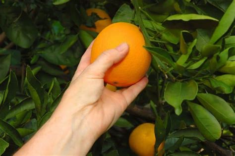 The Best Orange Groves In Florida To Pick Your Own Citrus Florida