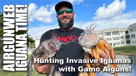 Gamo Iguana Hunt In South Florida Hunting Invasive Iguanas With Gamo