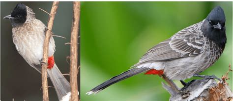 Common Indian Birds