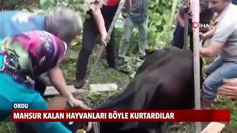 Mahsur kalan hayvanları böyle kurtardılar YouTube