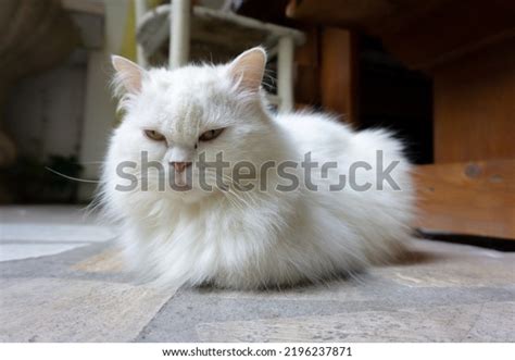 303 Deaf Cat Images, Stock Photos, 3D objects, & Vectors | Shutterstock