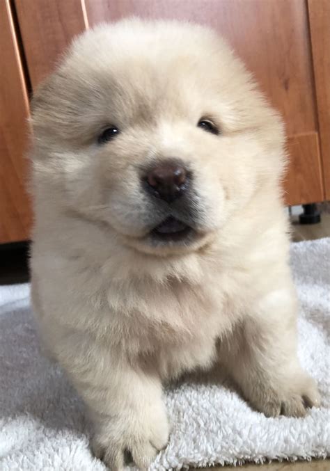 Chow Chow Suczka Opole Lubelskie OLX Pl