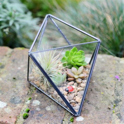 Succulent Air Plant Terrarium Kit With Geometric Vase By Dingading