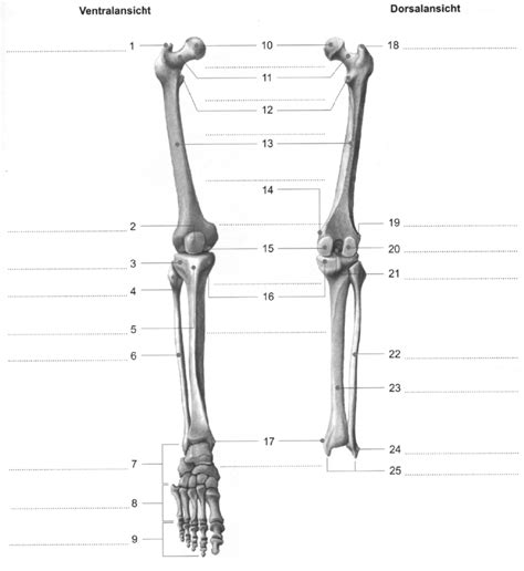 Schaubild Schaubild Knochenbau Untere Extremitäten Unterschenkel