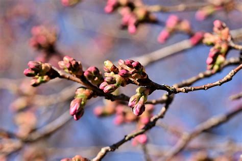 Cherry Blossom Tree - Free photo on Pixabay