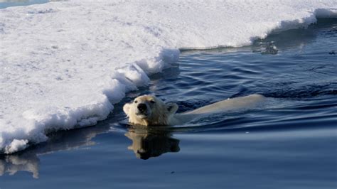 Swimming Polar Bear Svalbard 2023 Graham Boulnois