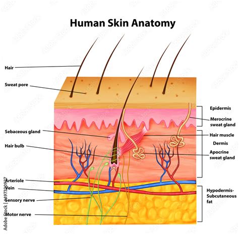 Human Skin Anatomy Stock Illustration | Adobe Stock