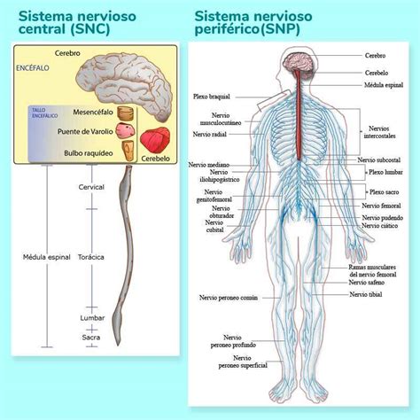 UD2 4 2 El sistema nervioso periférico SNP Mind Map