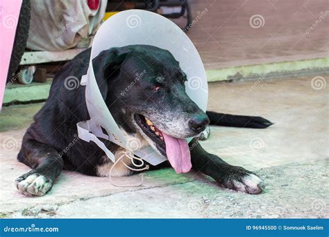 Chiuda Sul Ritratto Di Un Cane Malato Cane Malato Fotografia Stock