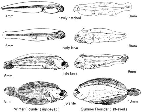 WINTER FLOUNDER — Save Coastal Wildlife