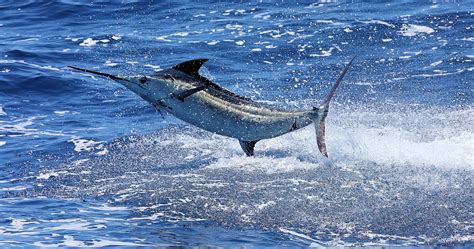 855 Blue Marlins Released In 112 Days Of Fishing Marina Casa De Campo