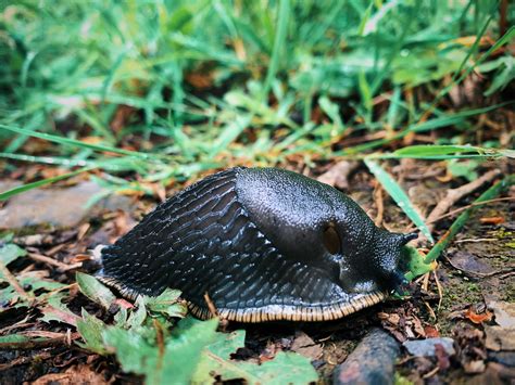 How To Get Rid of Slugs in Garden - GardenList