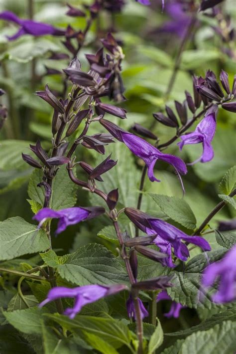 Rockin Deep Purple Salvia - Plant Library - Pahl's Market - Apple ...