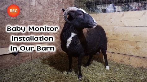 Video Baby Monitor For The Animals Youtube