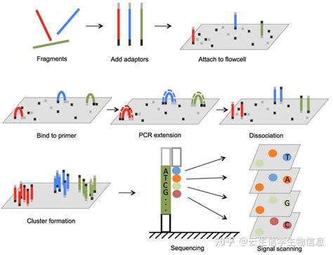 16srna测序技术与高通量测序技术有什么区别？ 知乎