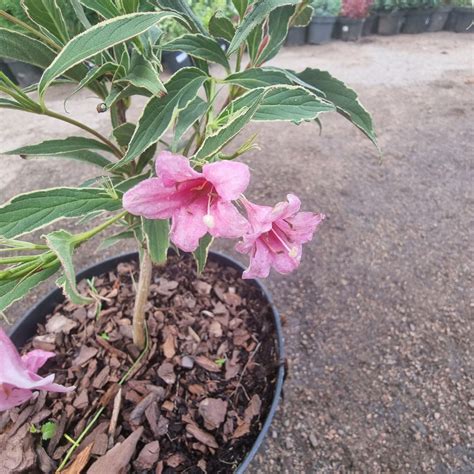 Вейгела гибридная Вариегата | Weigela Variegata 20-40 см (С2)