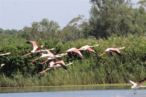 Sortir pour découvrir la Camargue en famille Réserve du petit Rhône