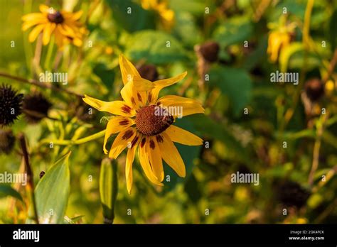 Black Eyed Susan Isolated Hi Res Stock Photography And Images Alamy