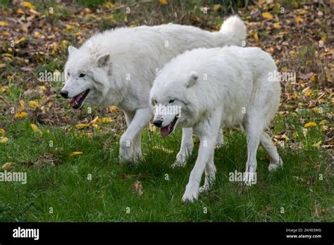 Two Captive Arctic Wolves White Wolves Polar Wolves Canis Lupus