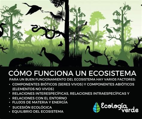 Cuáles Son Los Componentes De Un Ecosistema