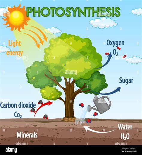 Diagrama Que Muestra El Proceso De Fotosíntesis En La Ilustración De La Planta Imagen Vector De