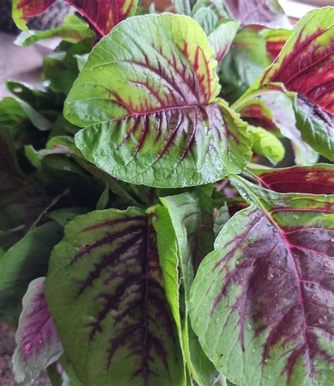 Amaranth (Callaloo) - Local Seeds